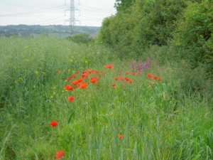 FieldMarginPoppies